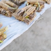 小白嘴网袋