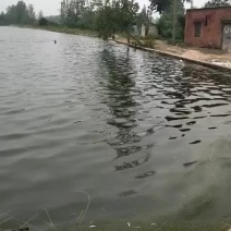 花鲢白鲢