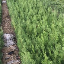 侧柏侧柏苗侧柏杯苗侧柏小苗侧柏地苗