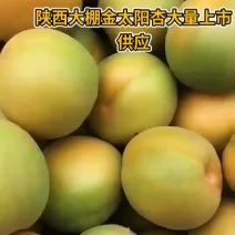 陕西大棚金太阳杏大量上市供应