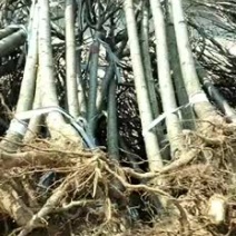 3公分樱花3公分一级晚樱，樱花树3到5公分，6到20