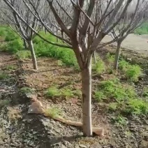 种植樱花8～12公分的