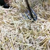 竹笋