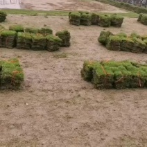 台湾草，马尼拉草，绿化用草，高速路用草，大量有货，一手货
