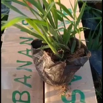 画眉草细叶画眉草丽色画眉草
