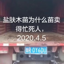 专业优质向全国盐肤木
