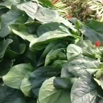 菠菜刚下来新鲜的需要的朋友联系我