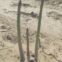芦笋