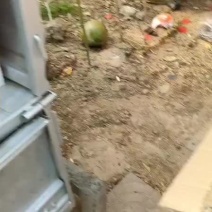 不夜城芦荟