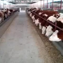 夏洛莱
