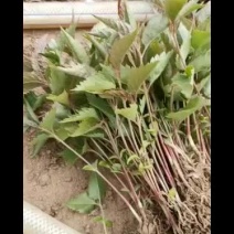 单樱苗。单樱芽苗。嫁接樱花和大樱桃