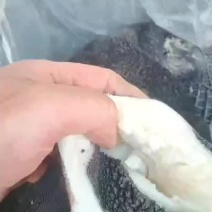牛毛肚