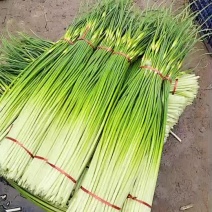 精品蒜薹