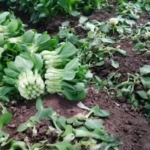 华王菜苔