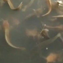 淡水鱼类