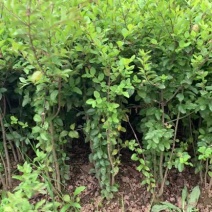 小叶女贞基地自产自销货源充足现货大量供应