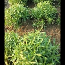 高钙菜、养心菜、费菜、救心菜，景天三七。