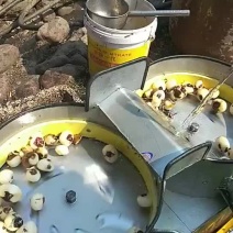 双桶马蹄削皮机