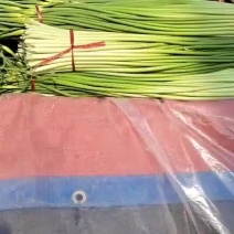 丰县白帽蒜薹