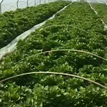 红薯苗