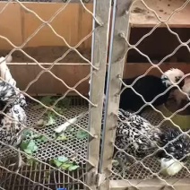 帽子鸡种蛋
