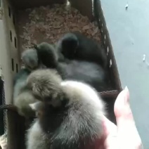 特大种黑狮头鹅苗，要的老板联系我