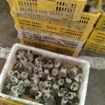 马冈鹅苗大量批发，价格优惠，需要的老板联系一下