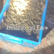 龙虾苗