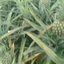 云南香菠萝