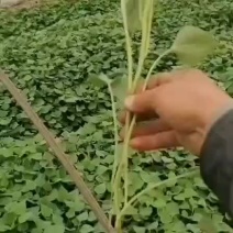 龙薯九红薯苗