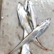 刀鱼，