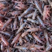 虾苗