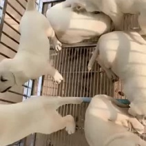精品拉布拉多双血统疫苗驱虫全部做完xxxx