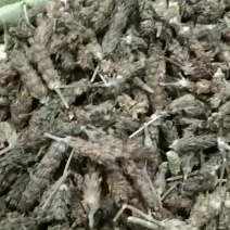 夏枯球