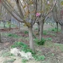 种植樱花树6～12，分枝点80～90，一级二级货