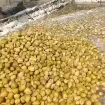 厂家芥菜疙瘩上市，现货上车