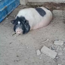 大型正规纯种巴马香猪繁殖基地