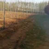 种植红叶李6公分，海量供应