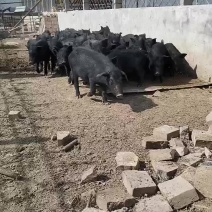 纯种本地黑猪大型繁殖基地