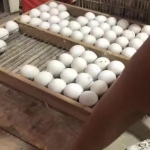 特大种狮头鹅种蛋大量供应