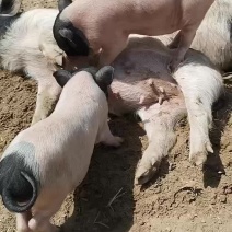 大型正规香猪繁育总基地