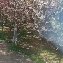 8～12樱花树，自家种植，分枝点80～90公分