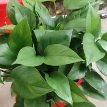 八脚红盆绿萝