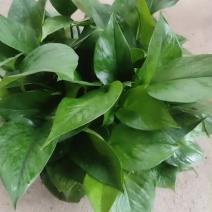 白盆绿萝