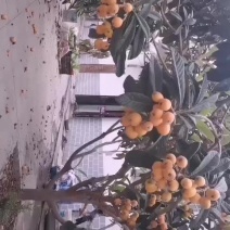 云南金沙江大五星枇杷