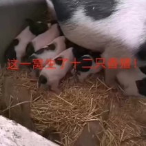 纯种巴马香猪养殖总场