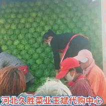 【产地直发】河北蔬菜基地优质绿甘蓝新鲜上市货源充足