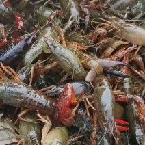 微山湖万亩龙虾养殖基地