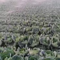 甘蓝