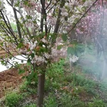 种植樱花树8～12公分，分枝点80～90
